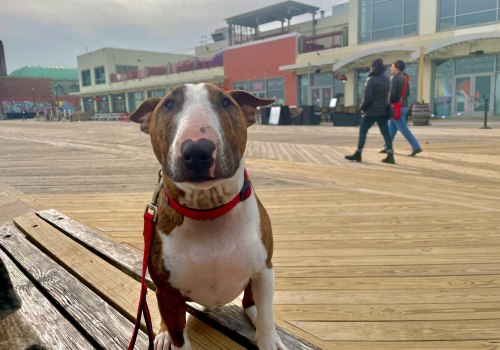 The Ultimate Guide to Pet-Friendly Shopping in Monmouth County, New Jersey